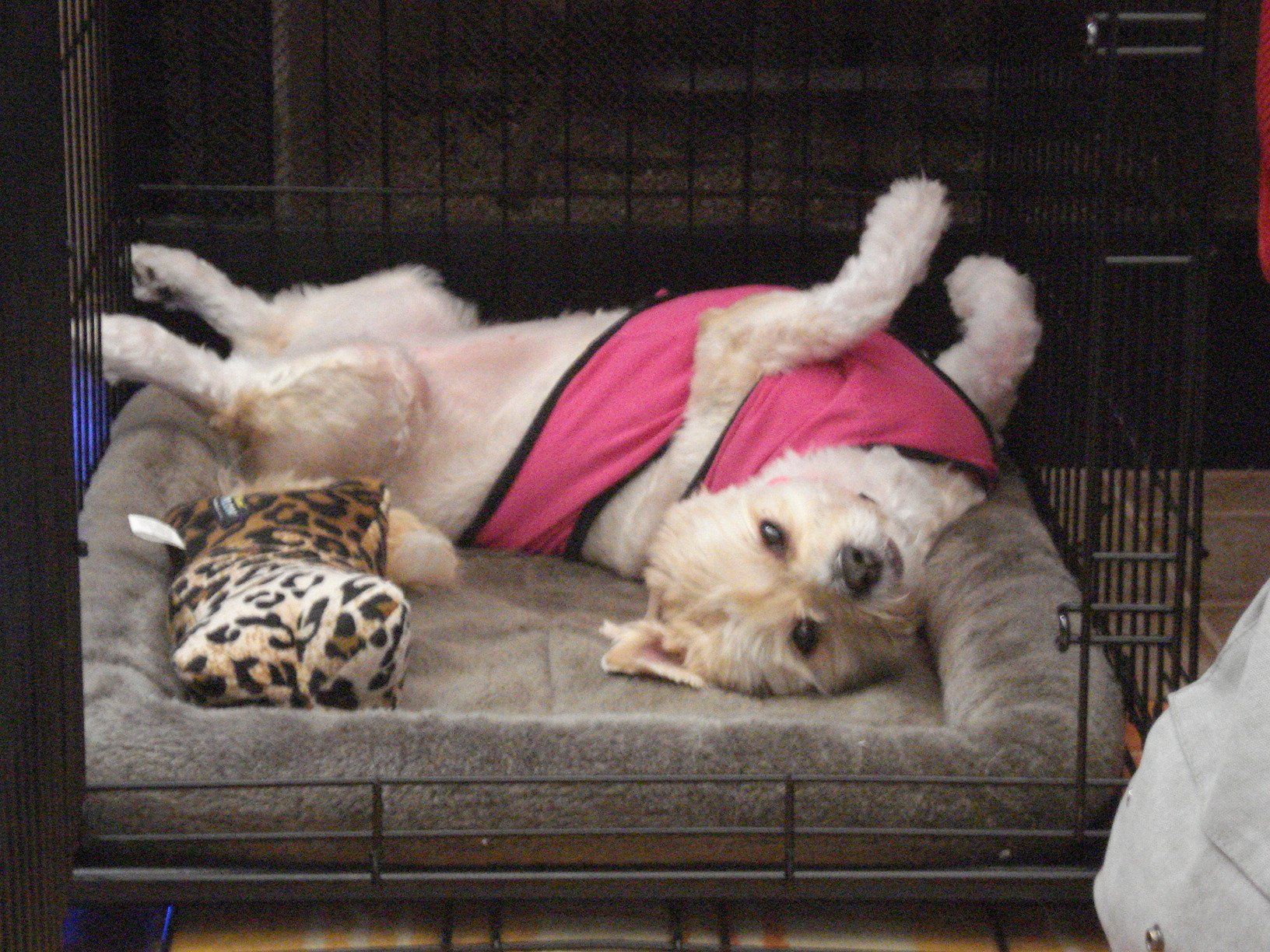 Puppy pulling discount blanket through crate